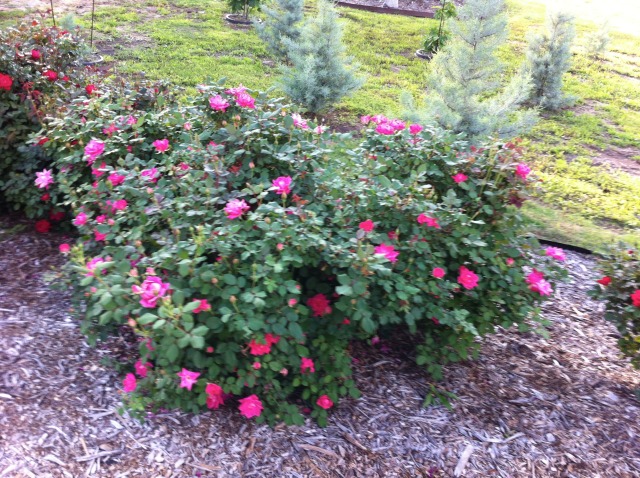 2012/00(Landscaping)/640x480_2012-04-02-6607 Conifer Cove-51.jpg